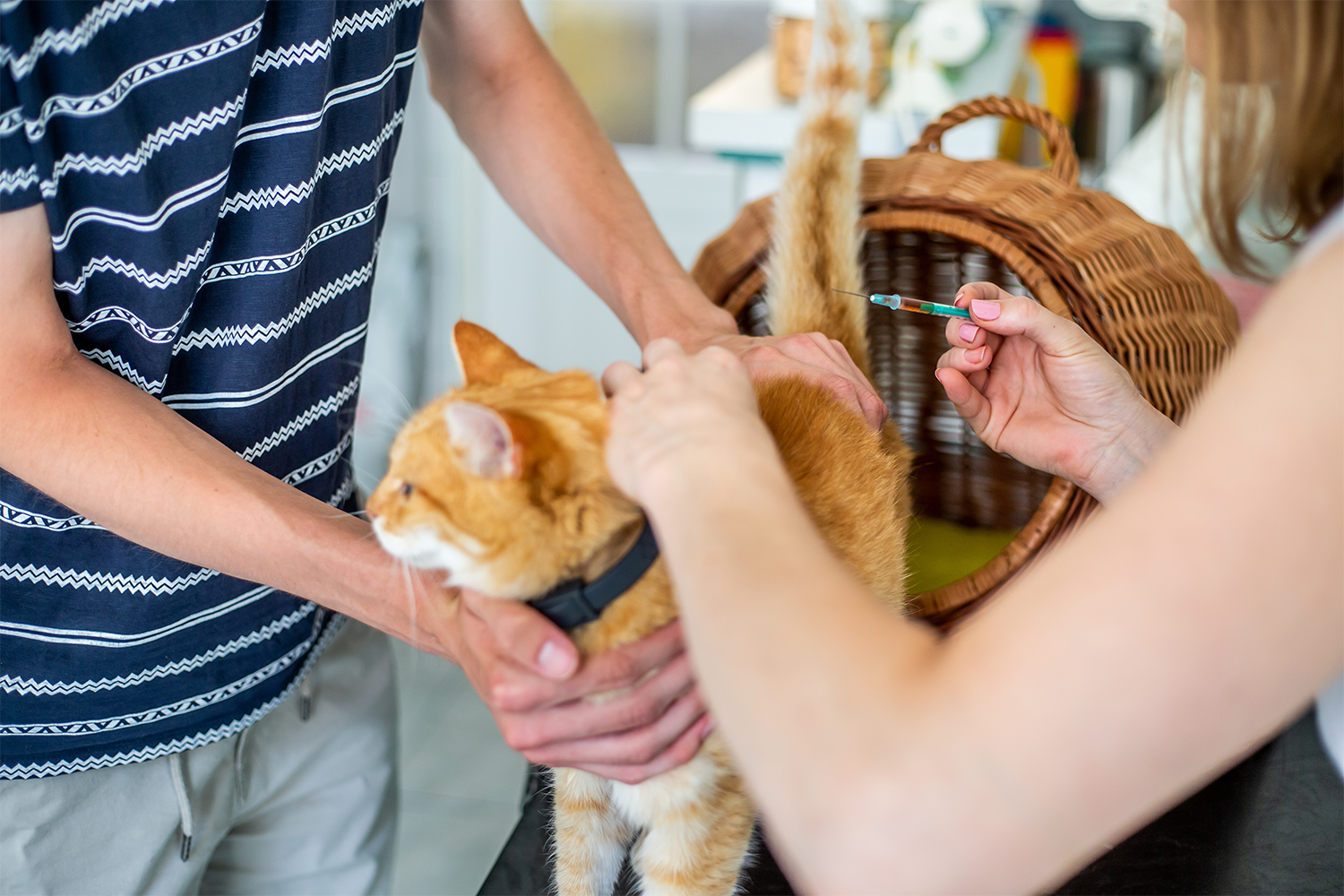 Simple Cat Care Starts With the Right Essentials