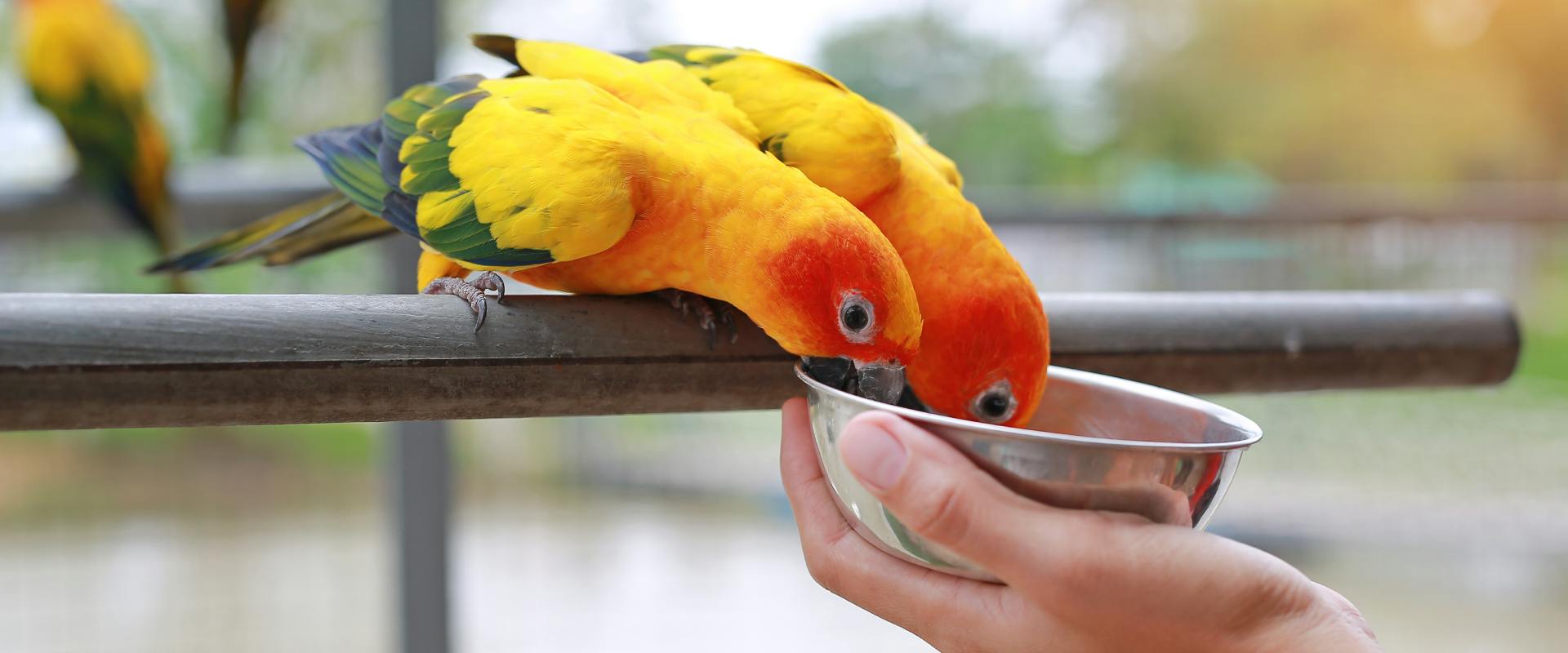 Create a Comfortable Everyday Life for Your Birds