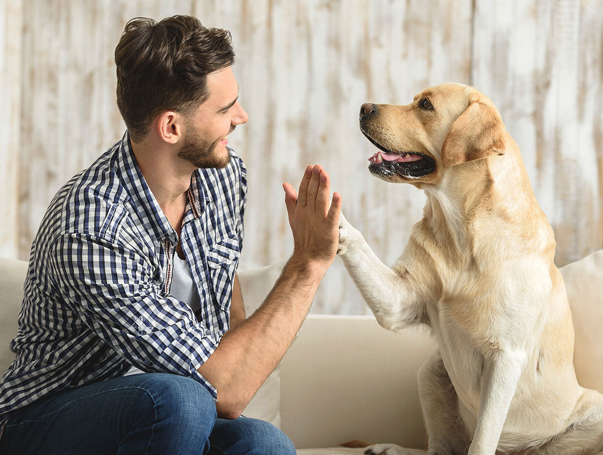 Essential Dog Supplies for a Happy & Healthy Companion