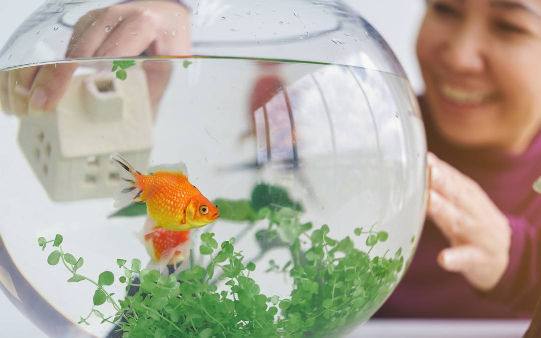 Build a Better Home for Your Aquarium Fish