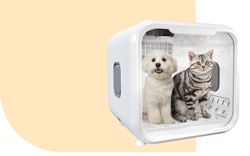 Feline Favorites